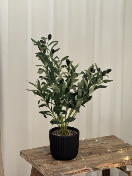 شجرة زيتون مع قوار