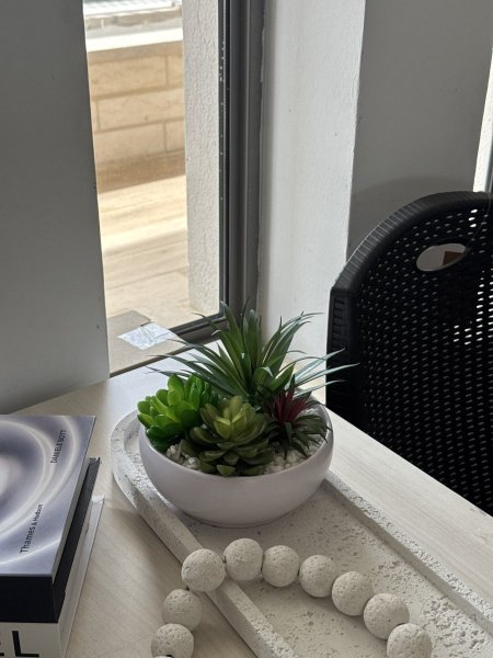 صبار شبيه الطبيعي مع القوار