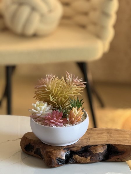 صبار شبيه الطبيعي اكثر من نوع بنفس القوار
