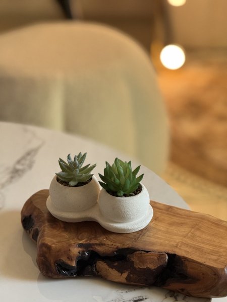 صبار شبيه الطبيعي 🌵